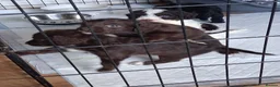 Cockapoo dogs for sale: Cockapoo pups - Advert 22