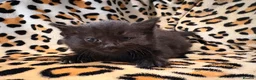 Mixed Breed cats for sale: READY TO LEAVE ASAP!! 5 kittens for sale! - Advert 15