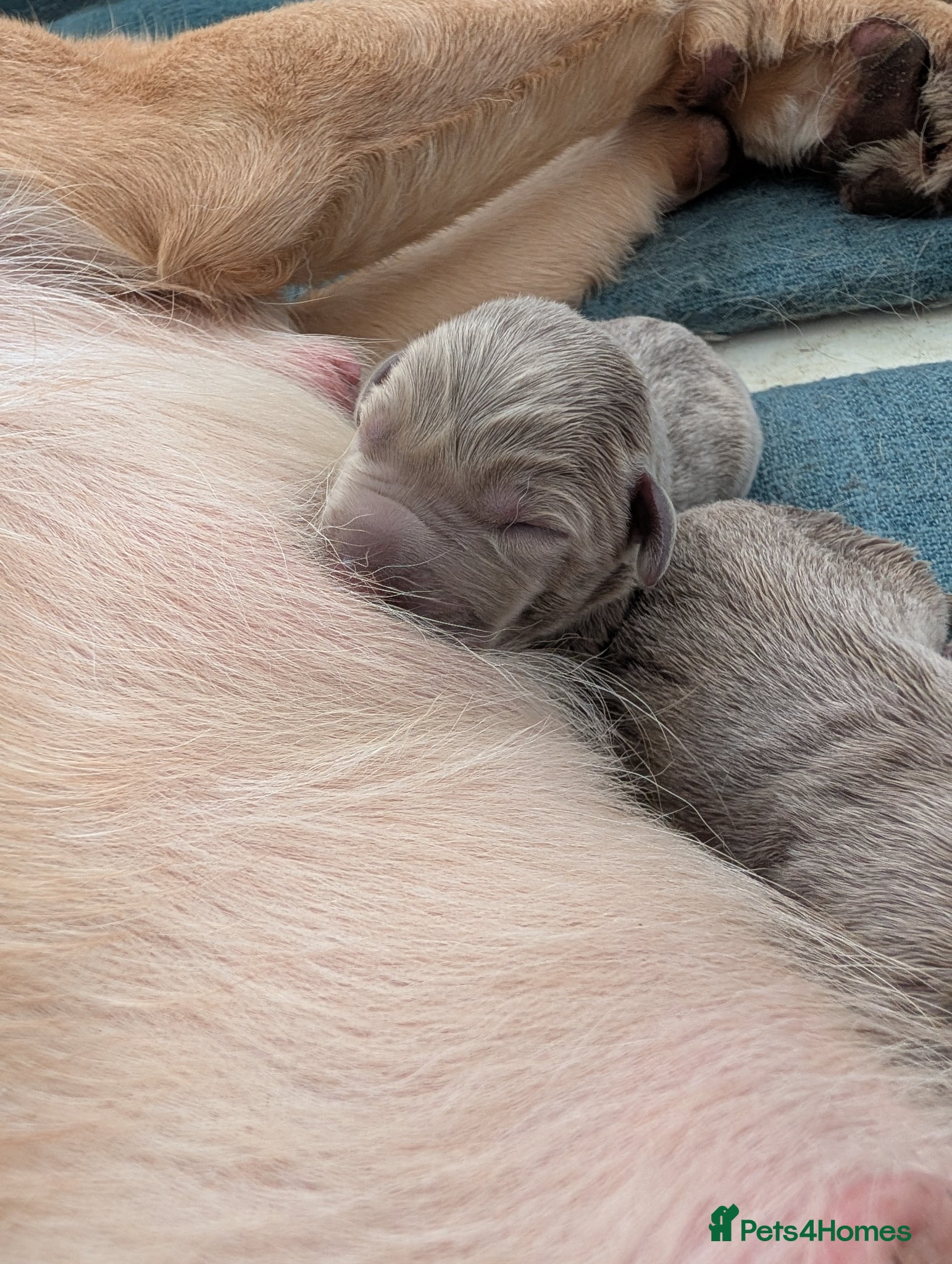 Labrador Retriever dogs Lovely Silver Labrador Puppies - home reared - Advert 2