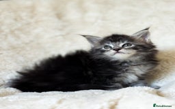 Maine Coon cats for sale: ✨BLUE FEMALE KING-SIZE MAINE COON CUB✨ - Image 12