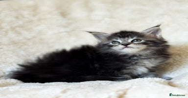 Maine Coon cats - Advert 7
