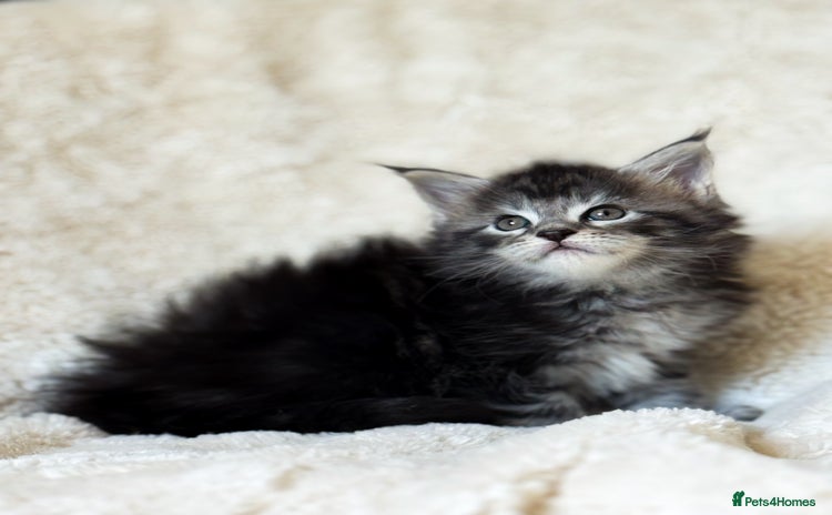 Maine Coon cats - Advert 4