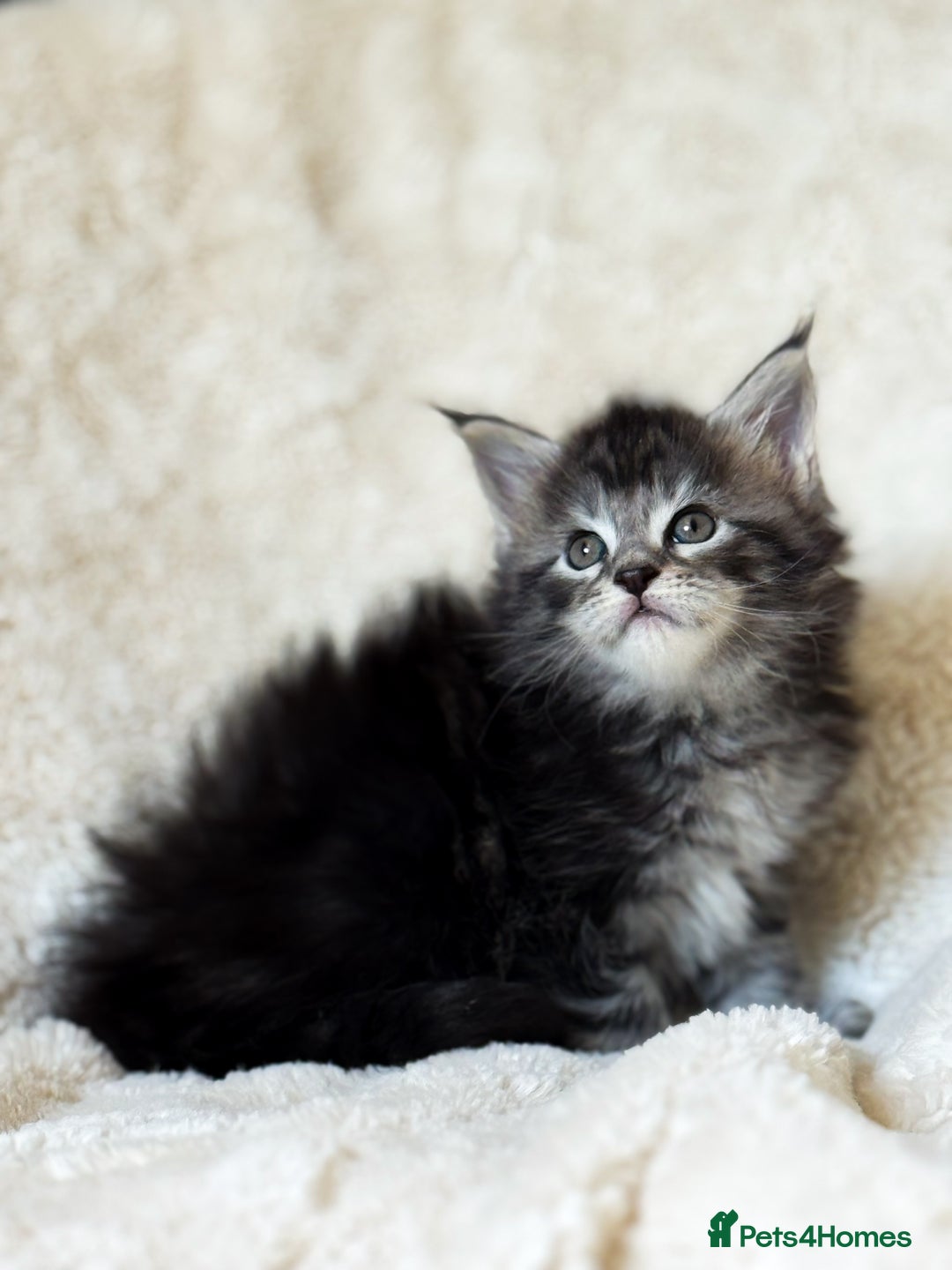 Maine Coon cats for sale: ✨BLUE FEMALE KING-SIZE MAINE COON CUB✨ - Image 12