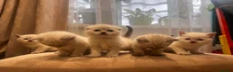 Scottish Fold cats for sale: Scottish fold and straight blue eyed kittens - Advert 4