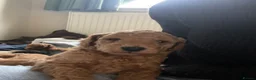 Mixed Breed dogs for sale: Toy poodle and miniature poodle mix puppies  - Advert 34