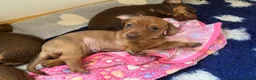 Miniature Dachshund dogs for sale: 4 beautiful miniature daushunds for sale - Advert 4