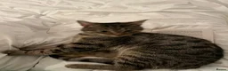 Domestic Shorthair cats for sale: Domestic short hair indoor male tabby cat - Advert 3