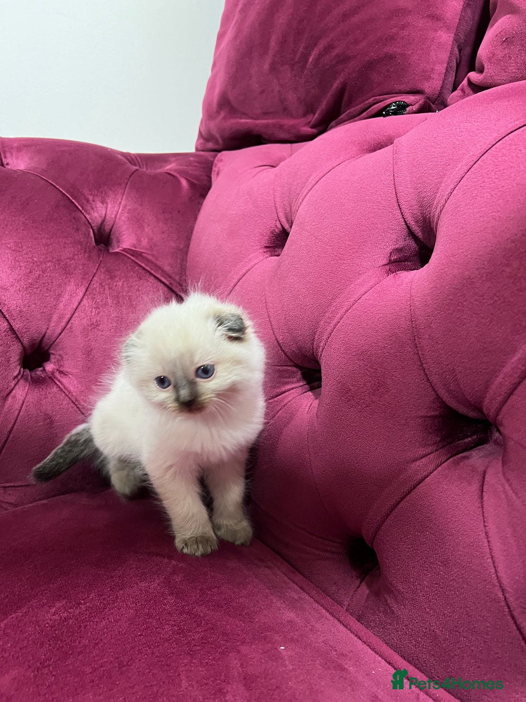 Scottish Fold cats for sale: Beautiful Scottish fold🌹☺️ - Advert 3