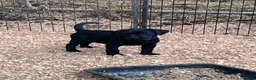 Labrador Retriever dogs for sale: KC Registered Black & Yellow Labrador Puppies - Advert 26
