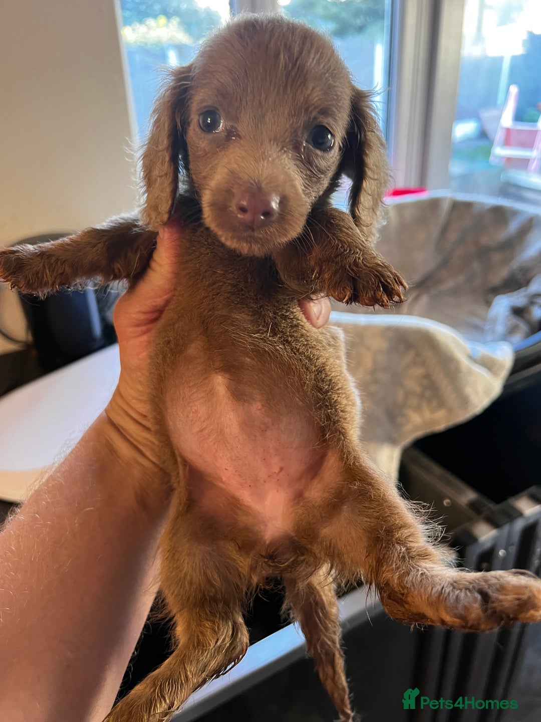 Miniature Dachshund dogs for sale: Miniature dachshund  - Image 8
