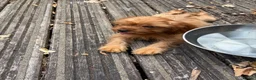 Cavapoo dogs for sale: Toy Cavapoo puppies- available 1 boy and 1 girl. - Advert 4