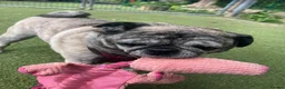 Pug dogs for adoption: Miss Lola needs a loving home in Waltham Abbey - Advert 8