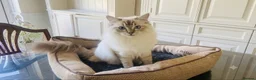 Ragdoll cats for sale:  Beautiful Tica Active Registered Ragdoll Girls  - Advert 11