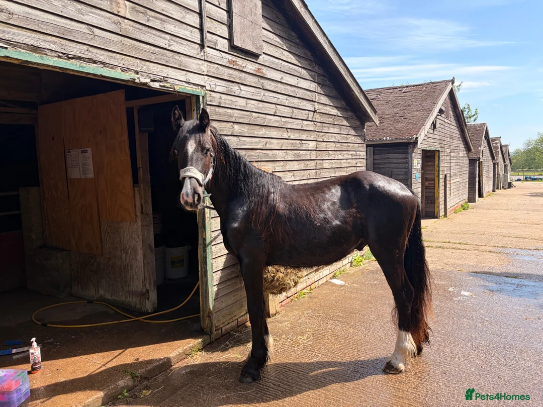 Irish Cob horses for sale: 💙 MR BOO – The Blue-Eyed Bandit 💙 in Scunthorpe - Advert 2