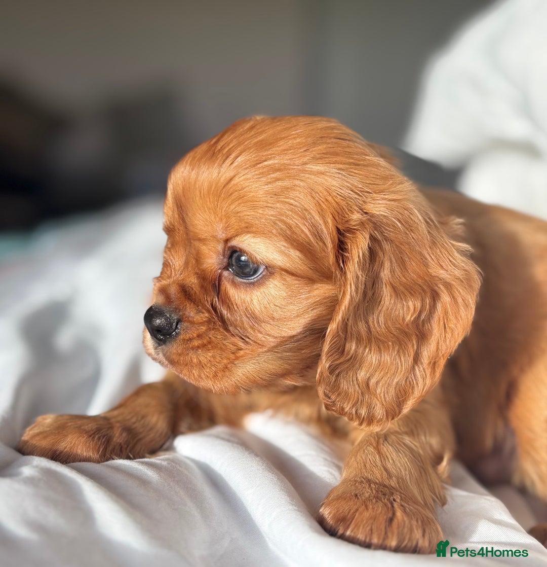 Cavalier King Charles Spaniel dogs for sale: 🐶KC REG, EXTENSIVELY HEALTH TESTED CAVALIER 🐶  - Advert 11