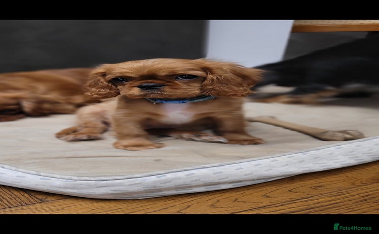 Cavalier King Charles Spaniel dogs - Advert 2
