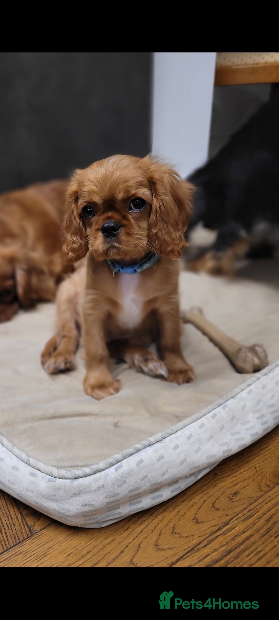 Cavalier King Charles Spaniel dogs for sale: Stunning Cavalier Puppies–Champ Blood,HealthTested - Image 2