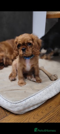 Cavalier King Charles Spaniel dogs - Advert 12