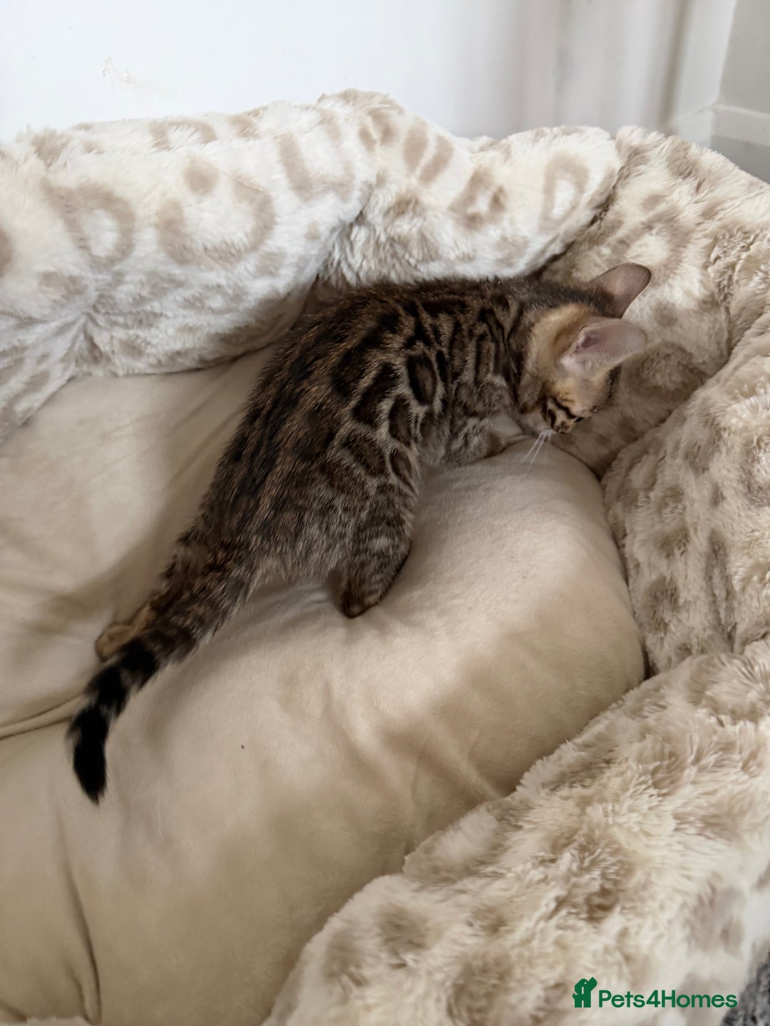 Bengal cats for sale: Pure Bengal Kittens, Ready NOW  - Image 15