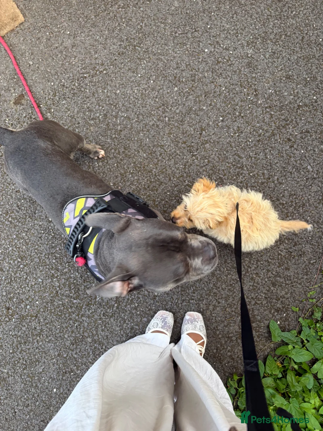 Jackapoo dogs for sale: Jackapoo pup in London - Advert 4