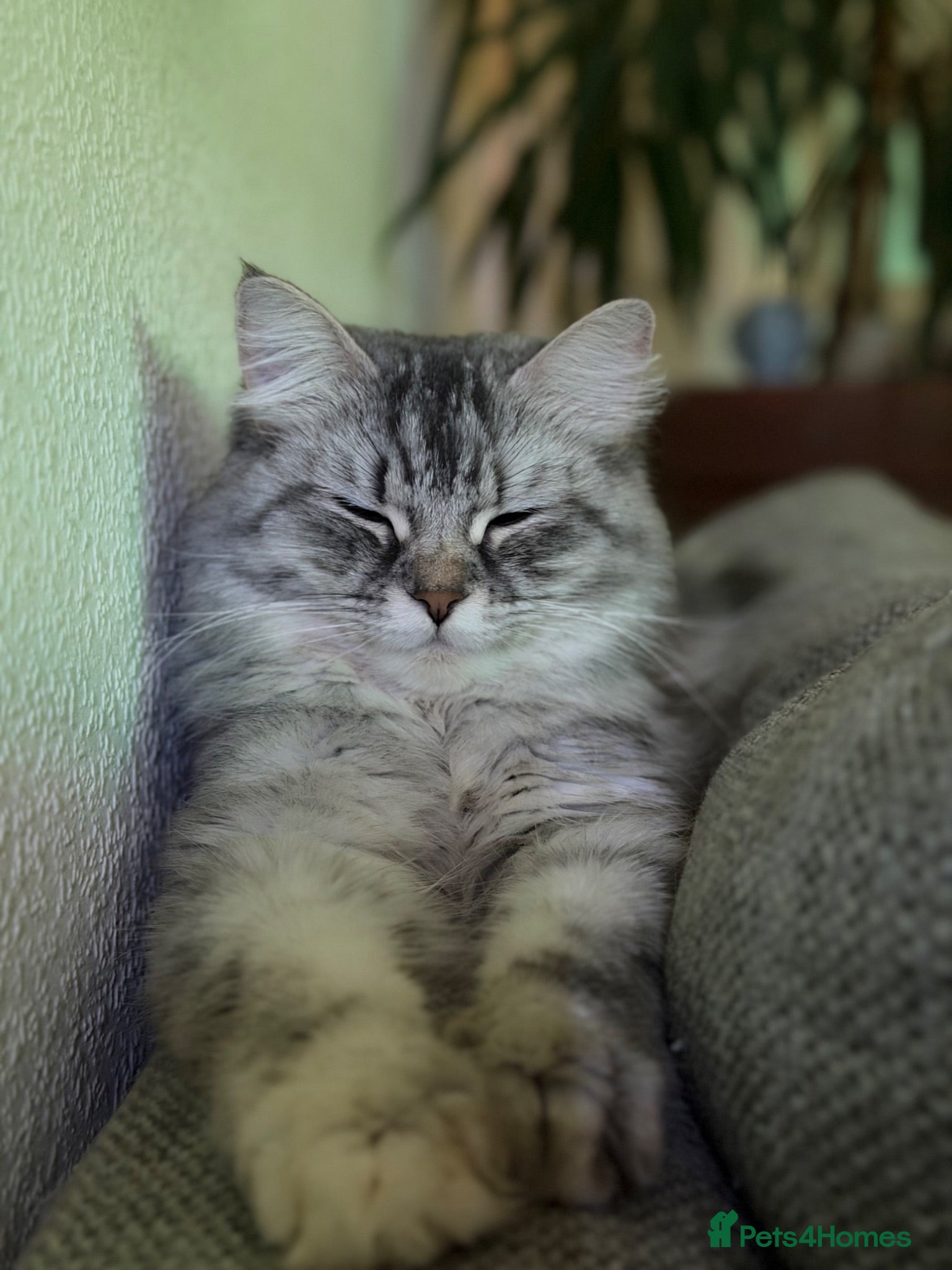 Mixed Breed cats Free to good home - Advert 6