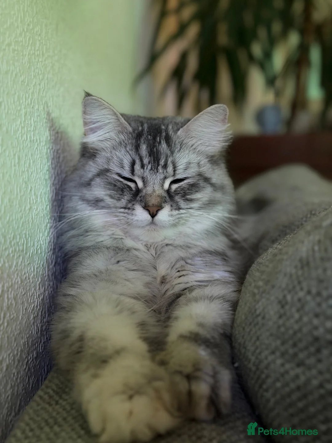 Mixed Breed cats for sale: Free to good home - Advert 1