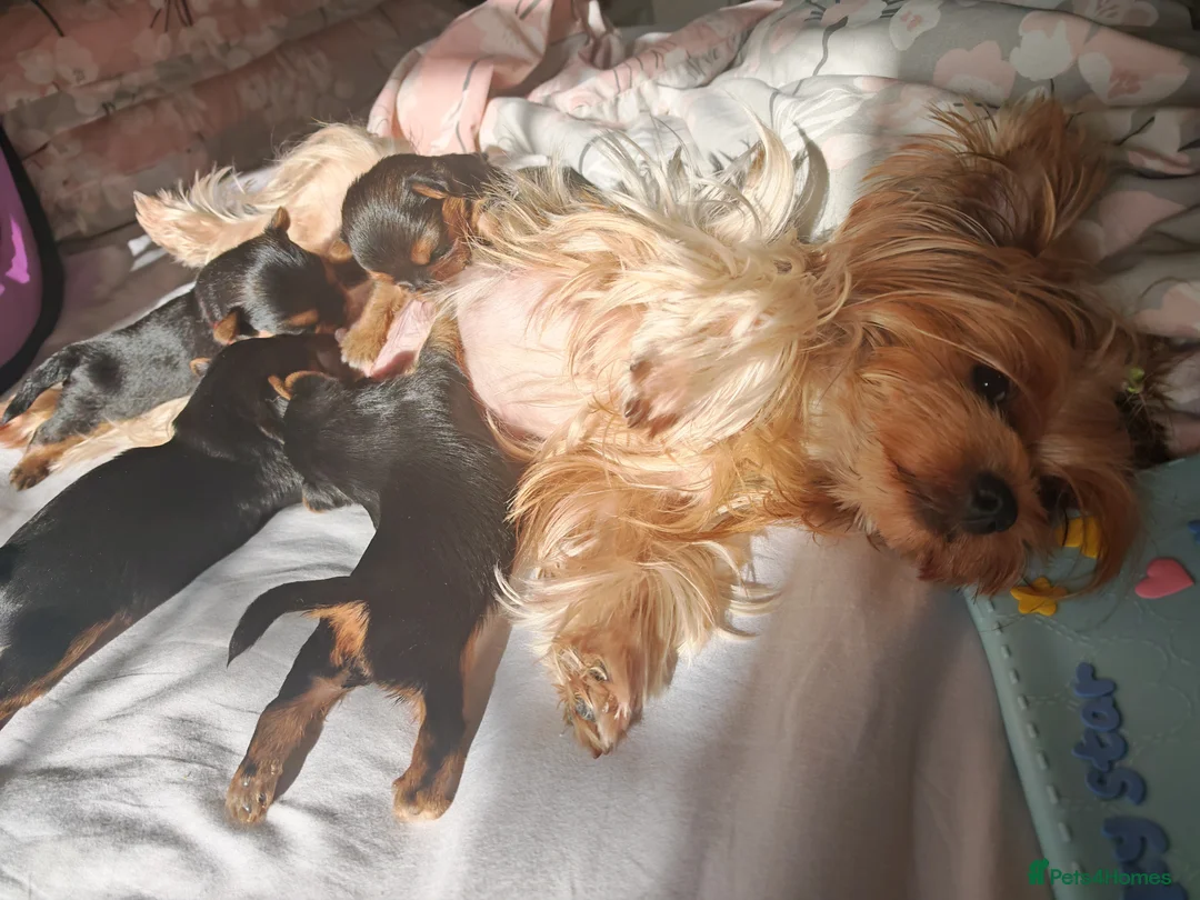 Yorkshire Terrier dogs for sale: Champion bloodline Yorkshire terrier puppies - Advert 2