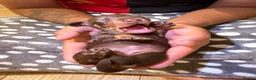 Dachshund dogs for sale: Dachshund Puppies - Ready to reserve - Advert 30