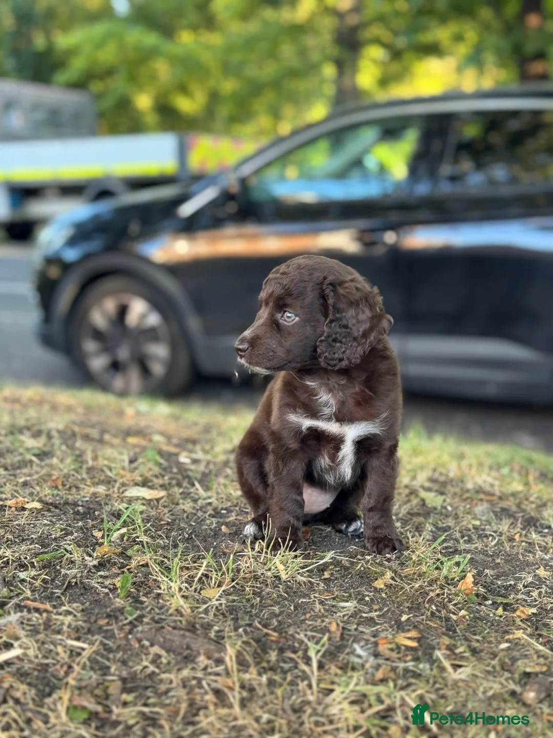 Cockapoo dogs for sale: Cockapoo bitch 9 month  in Newcastle upon Tyne - Advert 2