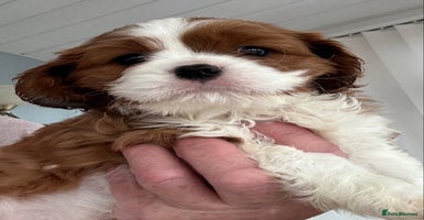 Cavalier King Charles Spaniel dogs - Advert 6