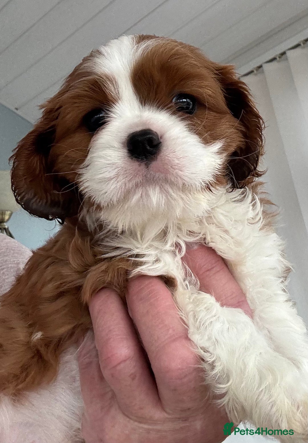 Cavalier King Charles Spaniel dogs for sale: Pedigree King Charles cavaliers - Image 7