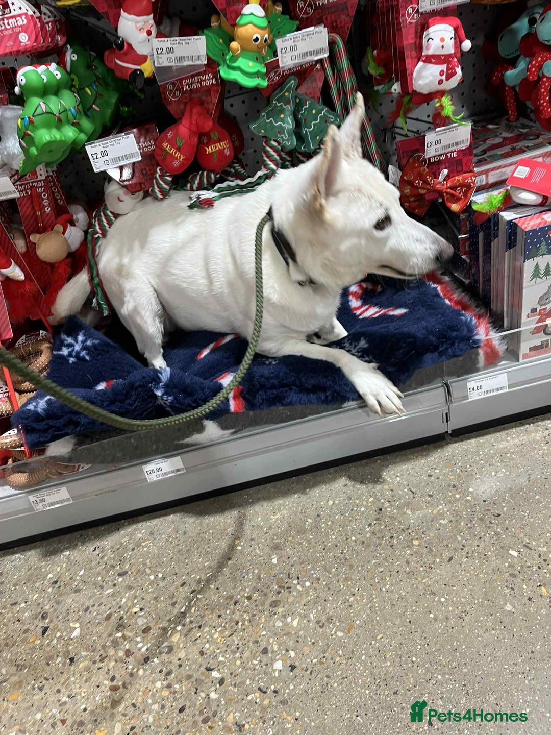 German Shepherd dogs for adoption: Asha needs a loving home  - Advert 8