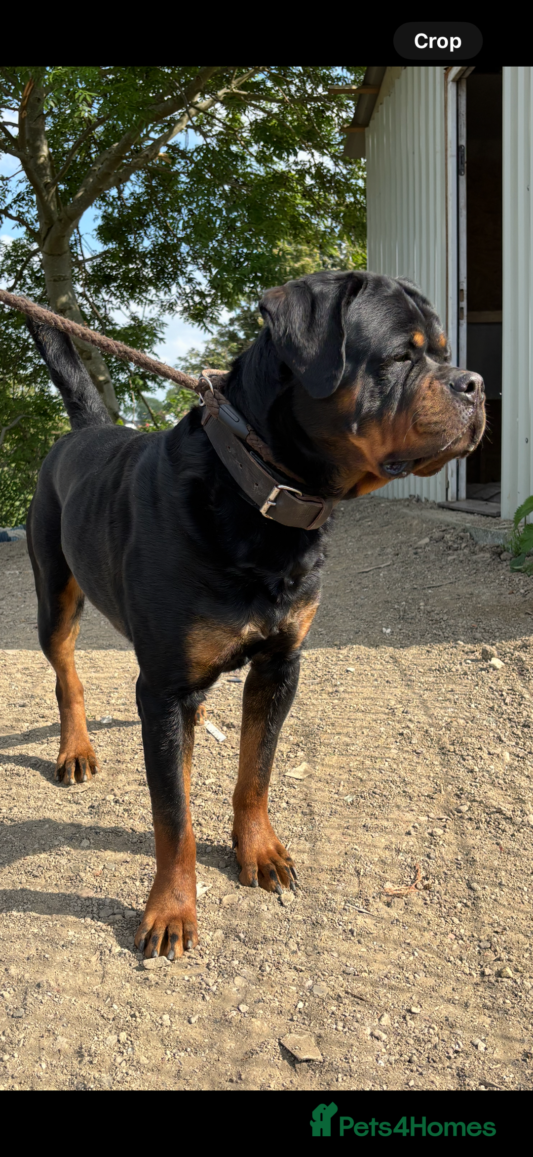 Rottweiler dogs for sale: Stunning Rottweiler Puppies  - Advert 21