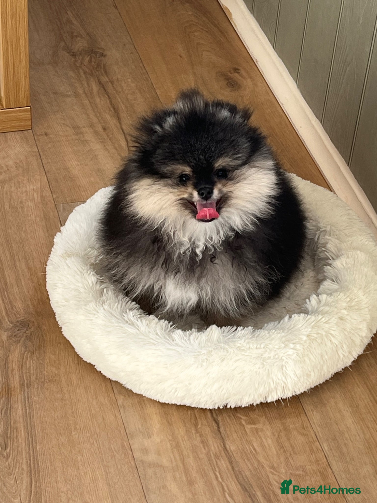 Pomeranian dogs Pom Puppies from Five Star breeder  - Advert 12
