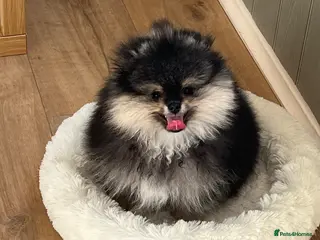 Pomeranian dogs Pom Puppies from Five Star breeder - Advert 12