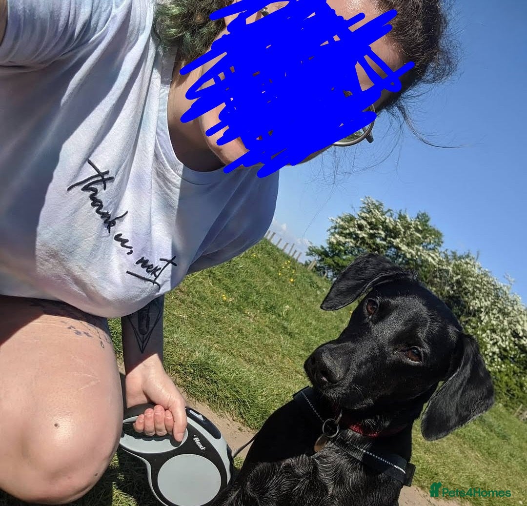 Mixed Breed dogs for sale: Pickle, FREE, male, Whippet-Spaniel, 7 years old - Advert 4