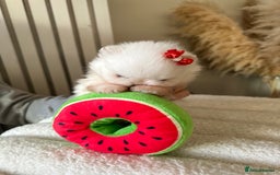 Pomeranian dogs for sale: Outstanding champion bloodline KC reg puppies  - Advert 7