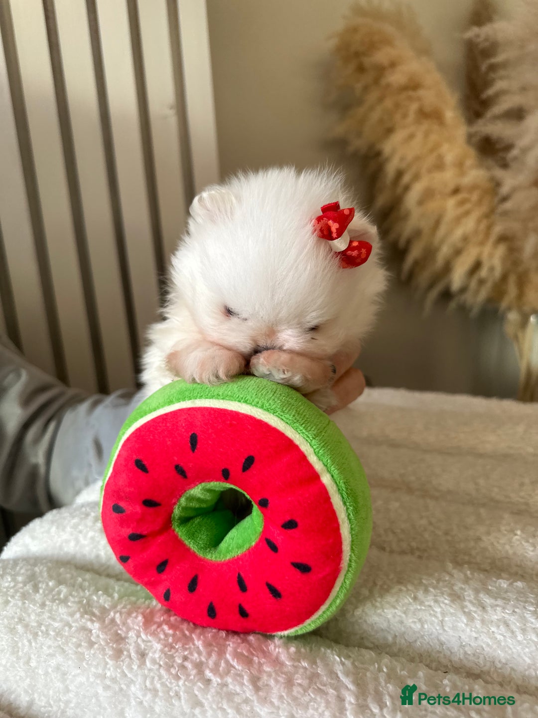 Pomeranian dogs for sale: Outstanding champion bloodline KC reg puppies  - Advert 7