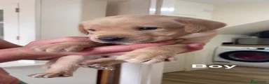 Labrador Retriever 4