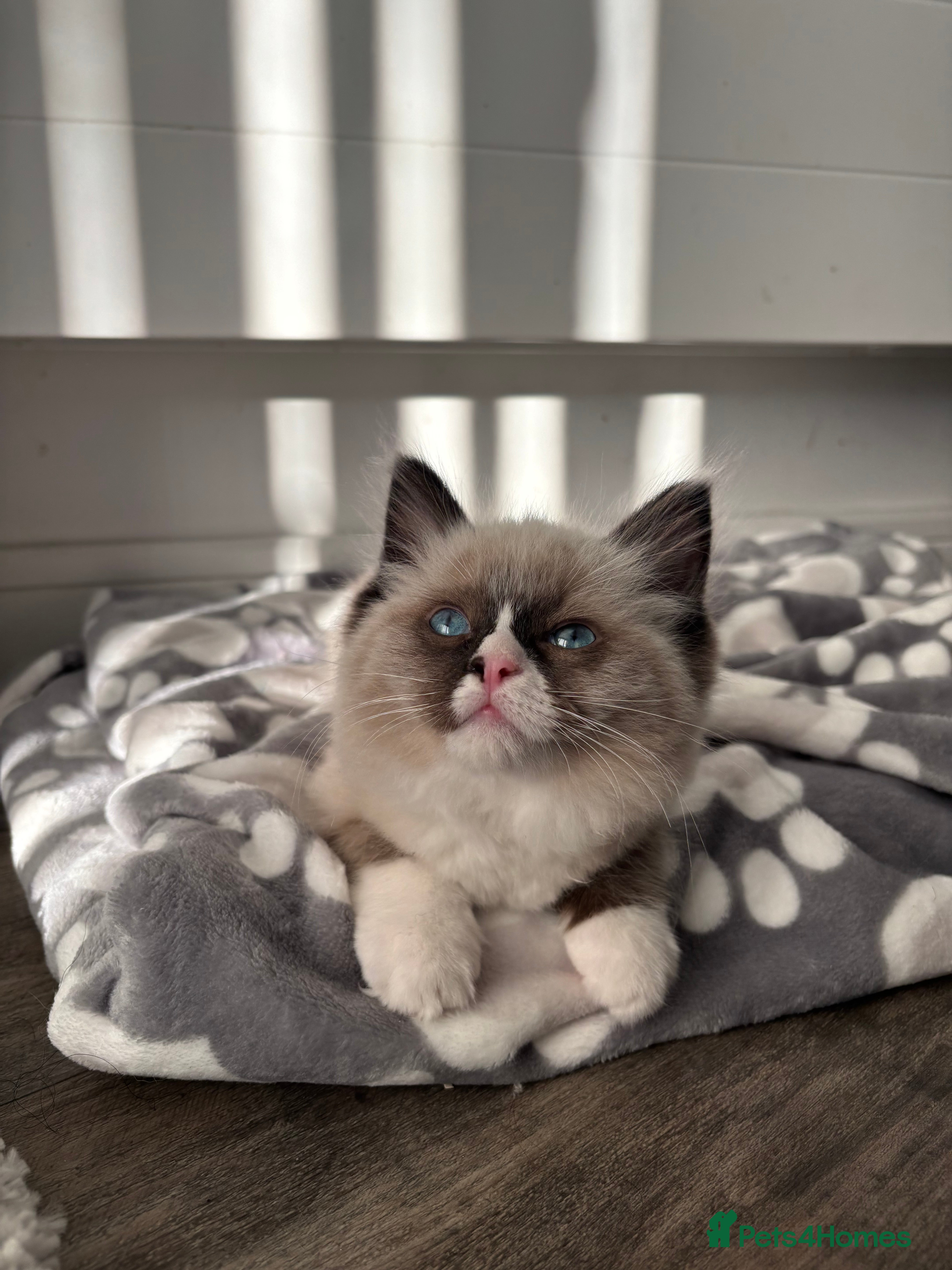 Ragdoll cats Tilbury  - Advert 1