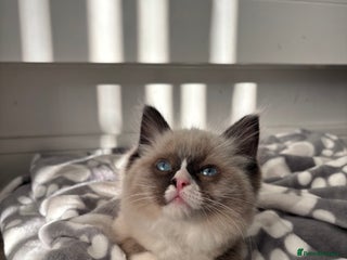 Ragdoll cats Tilbury - Advert 1