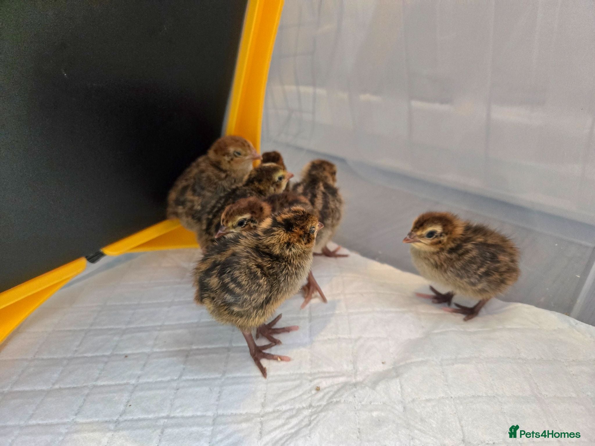 Quail poultry Quail Chicks  - Advert 13