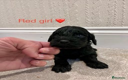 Cockapoo dogs for sale: ADORABLE COCKAPOO PUPPIES BOTH PARENTS ARE HERE  - Image 9