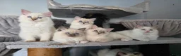 Ragdoll cats for sale: GCCF REGISTERED RAGDOLL KITTENS  - Advert 3