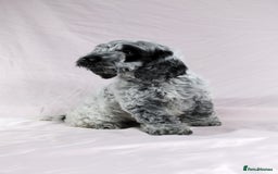 Cockapoo dogs for sale: Ready now beautiful litter F1B cockapoo puppies  in Leicester - Image 28