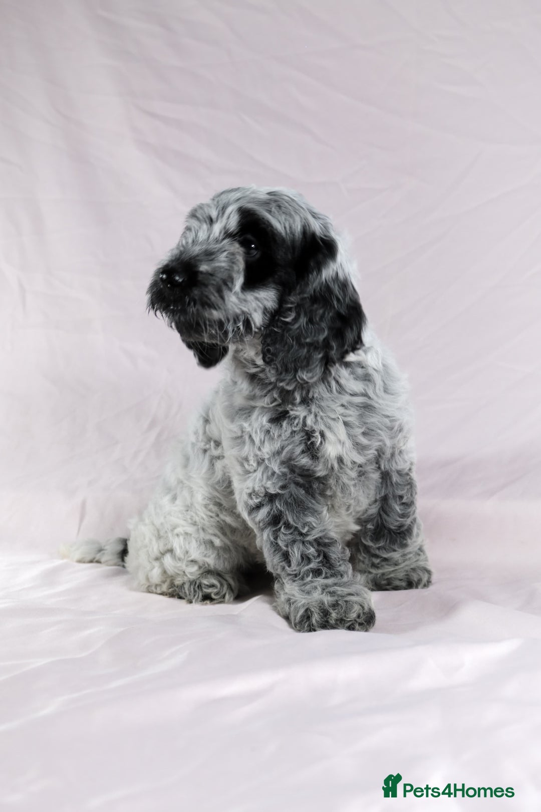 Cockapoo dogs for sale: Ready now beautiful litter F1B cockapoo puppies  in Leicester - Image 28