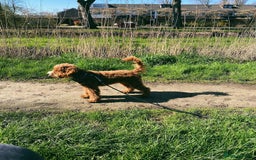 Australian Labradoodle dogs for sale: Aussie Doodle Lottie, 7 Months Old - Image 6