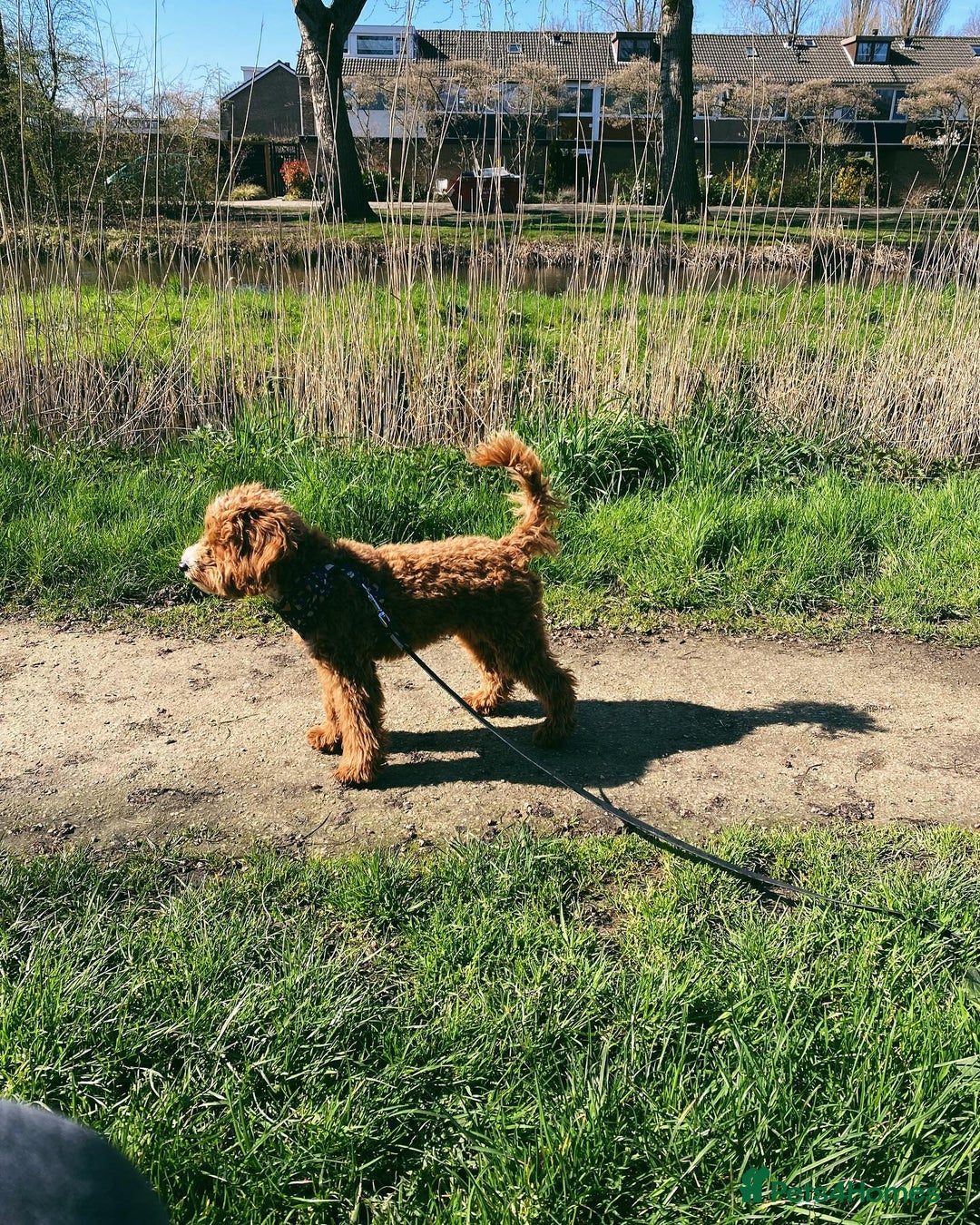 Australian Labradoodle dogs for sale: Aussie Doodle Lottie, 7 Months Old - Image 6