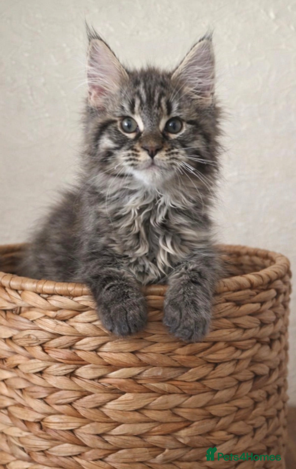 Maine Coon cats READY TO LEAVE Registered Maine coon kittens  - Advert 4