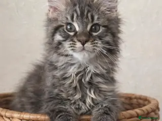 Maine Coon cats READY TO LEAVE Registered Maine coon kittens - Advert 4